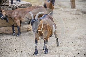 Cloven-hoofed animals in the zoo