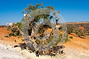 Cloven-hoofed goats climbed on an argan tree Argania spinosa on a way to Essaouira, Morocco, North Africa