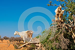 Cloven-hoofed goats climbed on an argan tree Argania spinosa on a way to Essaouira, Morocco, North Africa