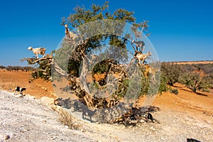 Cloven-hoofed goats climbed on an argan tree Argania spinosa on a way to Essaouira, Morocco, North Africa