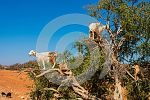 Cloven-hoofed goats climbed on an argan tree Argania spinosa on a way to Essaouira, Morocco, North Africa