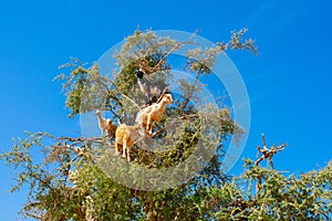 Cloven-hoofed goats climbed on an argan tree Argania spinosa on a way to Essaouira, Morocco, North Africa