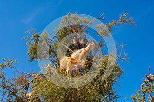 Cloven-hoofed goats climbed on an argan tree Argania spinosa on a way to Essaouira, Morocco, North Africa