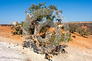 Cloven-hoofed goats climbed on an argan tree Argania spinosa on a way to Essaouira, Morocco, North Africa