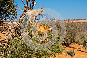 Cloven-hoofed goats climbed on an argan tree Argania spinosa on a way to Essaouira, Morocco, North Africa