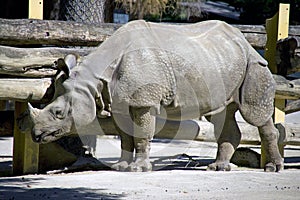 Cloven-hoofed herbivorous mammal rhinoceros savanna photo