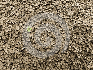 Clover background in the garden