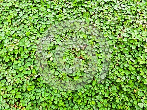 Clover background in the garden