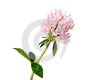 Clover. Beautiful daisy flowers isolated on background cutout