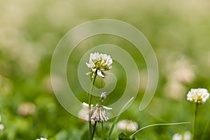 Clover bloom I a field