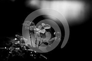 Clover blooming in the garden black and white