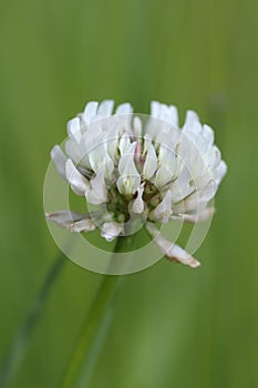 Clover, Cowichan Valley, Vancouver Island, British Columbia