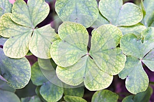 Clover Field Background Nature