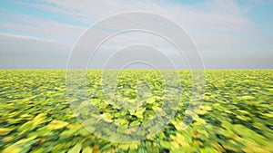 Clover field meadow nature landscape cloudy sky St Patrick Day