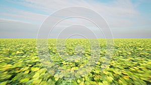 Clover field meadow nature landscape cloudy sky St Patrick Day 3d