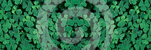 Clover Field for St. Patricks Day holiday symbol. with three-leaved shamrocks, St. Patrick\'s day holiday symbol, earth day