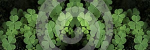 Clover Field for St. Patricks Day holiday symbol. with three-leaved shamrocks, St. Patrick\'s day holiday symbol, earth day