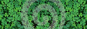 Clover Field for St. Patricks Day holiday symbol. with three-leaved shamrocks, St. Patrick\'s day holiday symbol, earth day