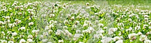 Clover Field. white Flowering clover Trifolium pratense repens. Lawn with white trefoil flowers and green grass. Fresh summer or