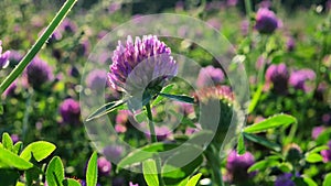 Clover fieldin sunny weather. Red clover flower in the rays of the sun. Valuable forage and medicinal plant. Women's