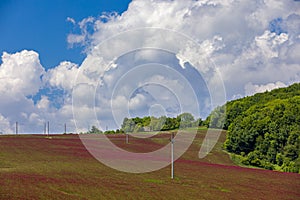 Clover fields around the village Sobotiste