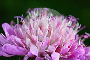 Clover flower photo