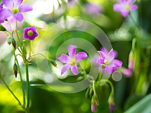 Clover flower with beautiful lilas color in early spring in Brazil, with very blurred background, selective focus