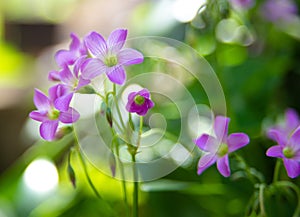 Clover flower with beautiful lilas color in early spring in Brazil, with very blurred background, selective focus