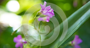 Clover flower with beautiful lilas color in early spring in Brazil, with very blurred background, selective focus