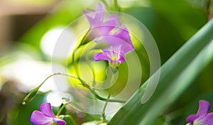 Clover flower with beautiful lilas color in early spring in Brazil, with very blurred background, selective focus