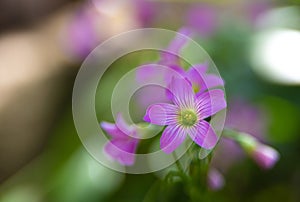 Clover flower with beautiful lilas color in early spring in Brazil, with very blurred background, selective focus