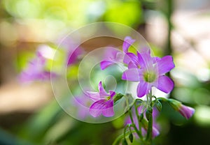 Clover flower with beautiful lilas color in early spring in Brazil, with very blurred background, selective focus