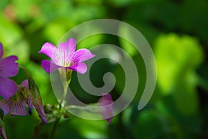 Clover flower with beautiful lilas color in early spring in Brazil, with very blurred background, selective focus