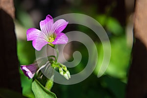 Clover flower with beautiful lilas color in early spring in Brazil, with very blurred background, selective focus