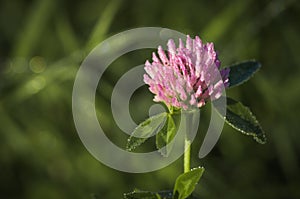 Clover flower on blur background,