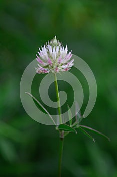 Clover flower with blurred background, vertical