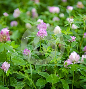 Clover flower close up, botany.Trifolium rubens