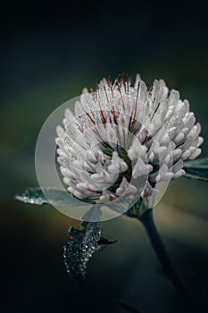 Clover flower covered with dew drops on a blurred background