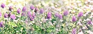 Clover flower, flowering red clover and white clower in meadow