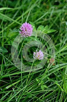 Clover flower in green grass