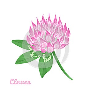 Clover flower and green leaf isolated on white background. Vector illustration of wild herb