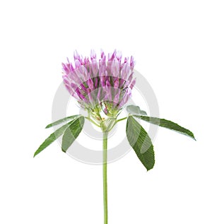 Clover flower isolated on white background. Trifolium pratense