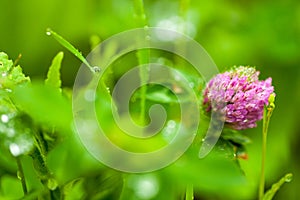 Clover flower during raining day