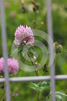 Clover flower, shot through the iron cage