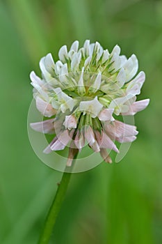 Clover flower