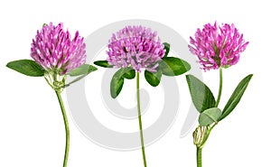 Clover flowers