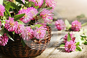 Clover flowers in a basket. Herbs harvesting of medicinal raw materials