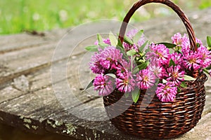 Clover flowers in a basket. Herbs harvesting of medicinal raw materials