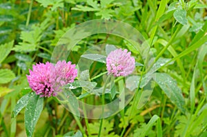 Clover flowers in dew drops. Blurred background