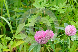 Clover flowers in dew drops. Blurred background